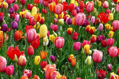 weetjes over tulpen